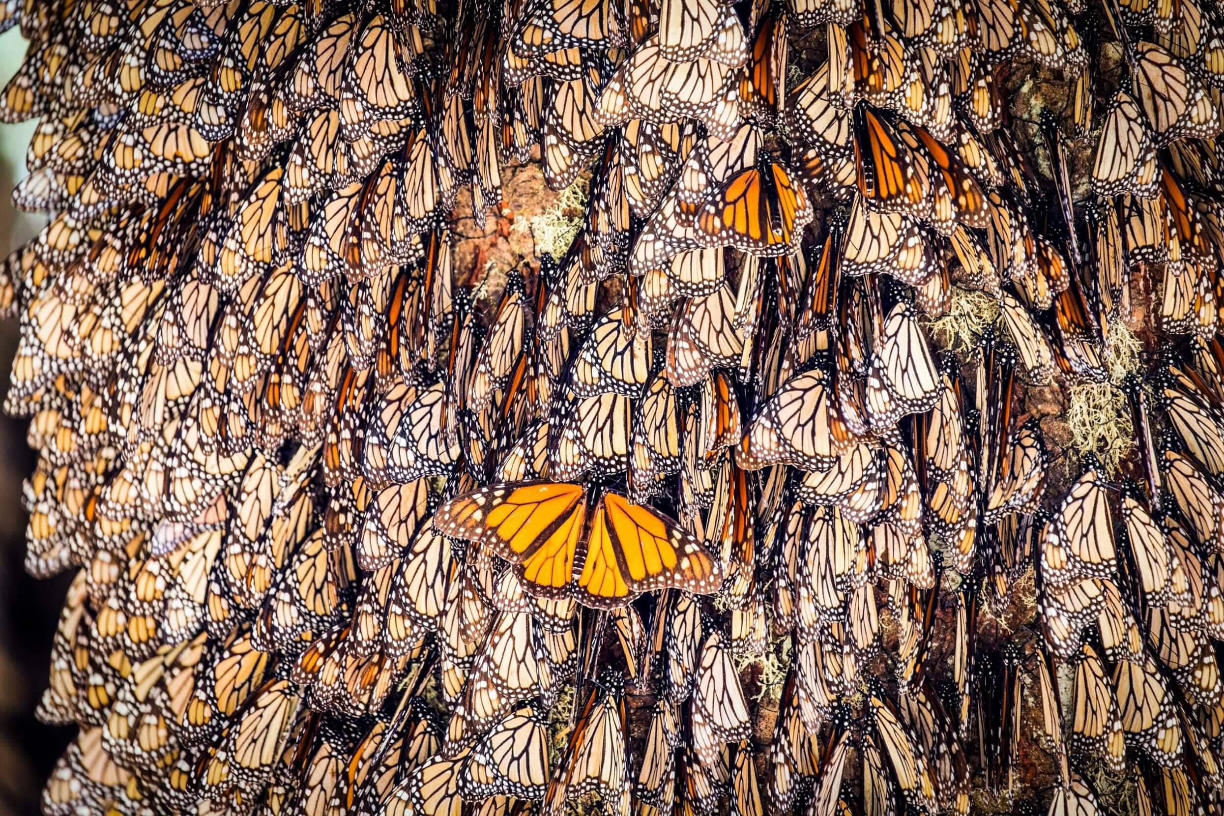 MKD3MJ Monarch butterfly (Danaus plexippus), In wintering from November to March in oyamel pine forests (Abies religiosa), El Rosario, Reserve of the Biosfera Monarca, Angangueo, State of Michoacan, Mexico