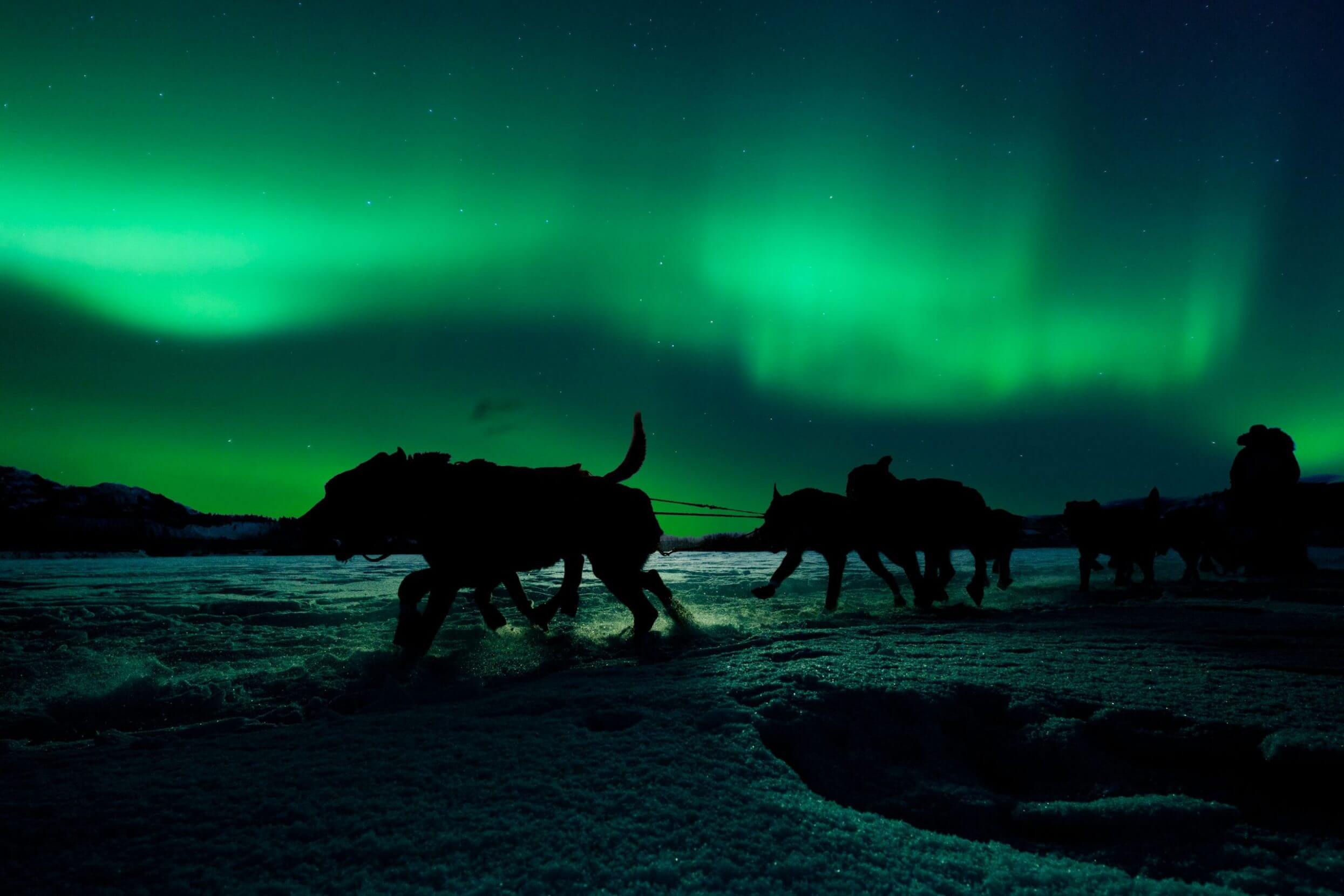 C5F4K0 Silhouette of sled dog team pulling sleigh with musher under the northern lights.. Image shot 02/2011. Exact date unknown.