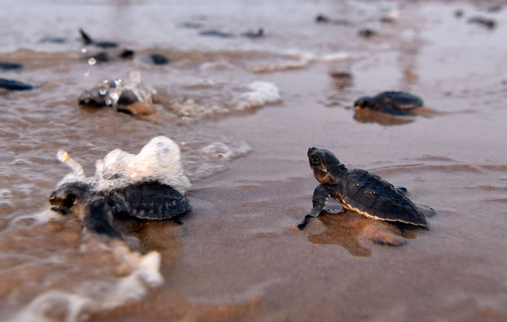 Newly-hatched baby Olive Ridley turtles make their way to the sea on a beach in Ganjam district in eastern India's Odisha state on April 19, 2018. - Millions of baby Olive Ridley turtles are hatching and entering the Bay of Bengal Sea on the coast of Odisha state in eastern India over the last few days. (Photo by ASIT KUMAR / AFP)
