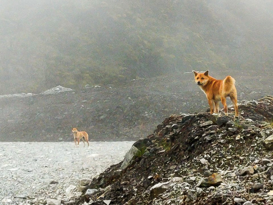 A glimpse of New Guinea highland wild dogs in their natural domain. Photo: Courtesy New Guinea Highland Wild Dog Foundation.