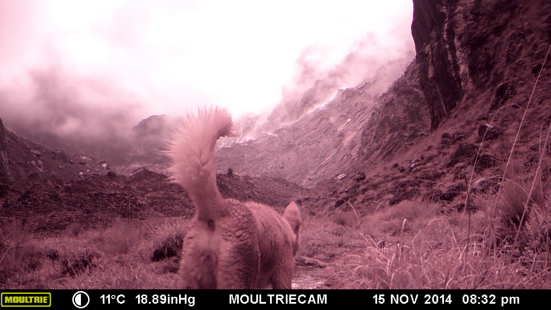 A trail camera, erroneously set to 2014, caught the backside of a New Guinea highland wild dog during a 2016 expedition. Photo: Courtesy New Guinea Highland Wild Dog Foundation.