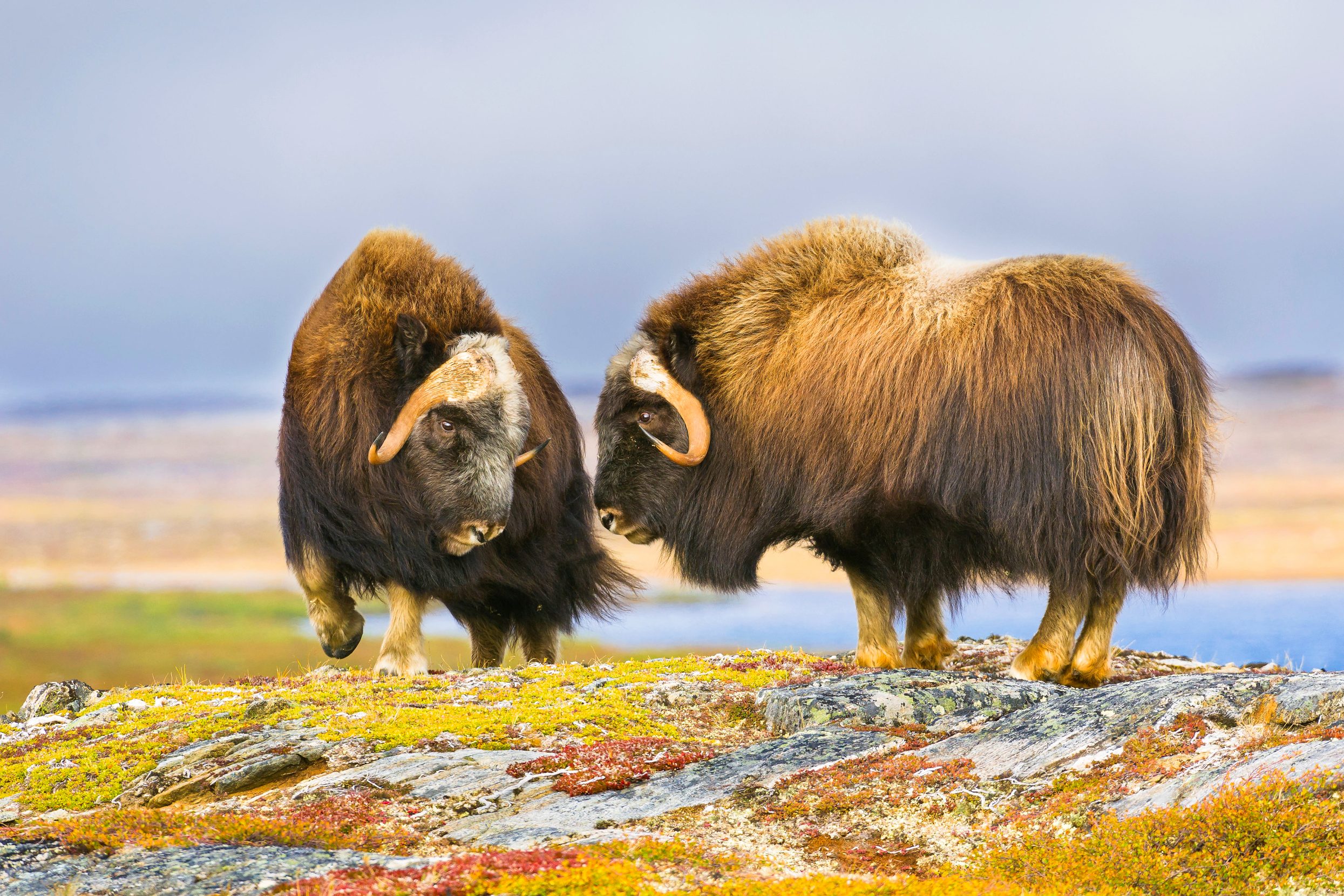 During the annual rut, or mating season, musk ox bulls spar on the Arctic tundra of northern Quebec’s Nunavik region. Photo: Dominique Braud/Dembinsky Photo Associates/Alamy.