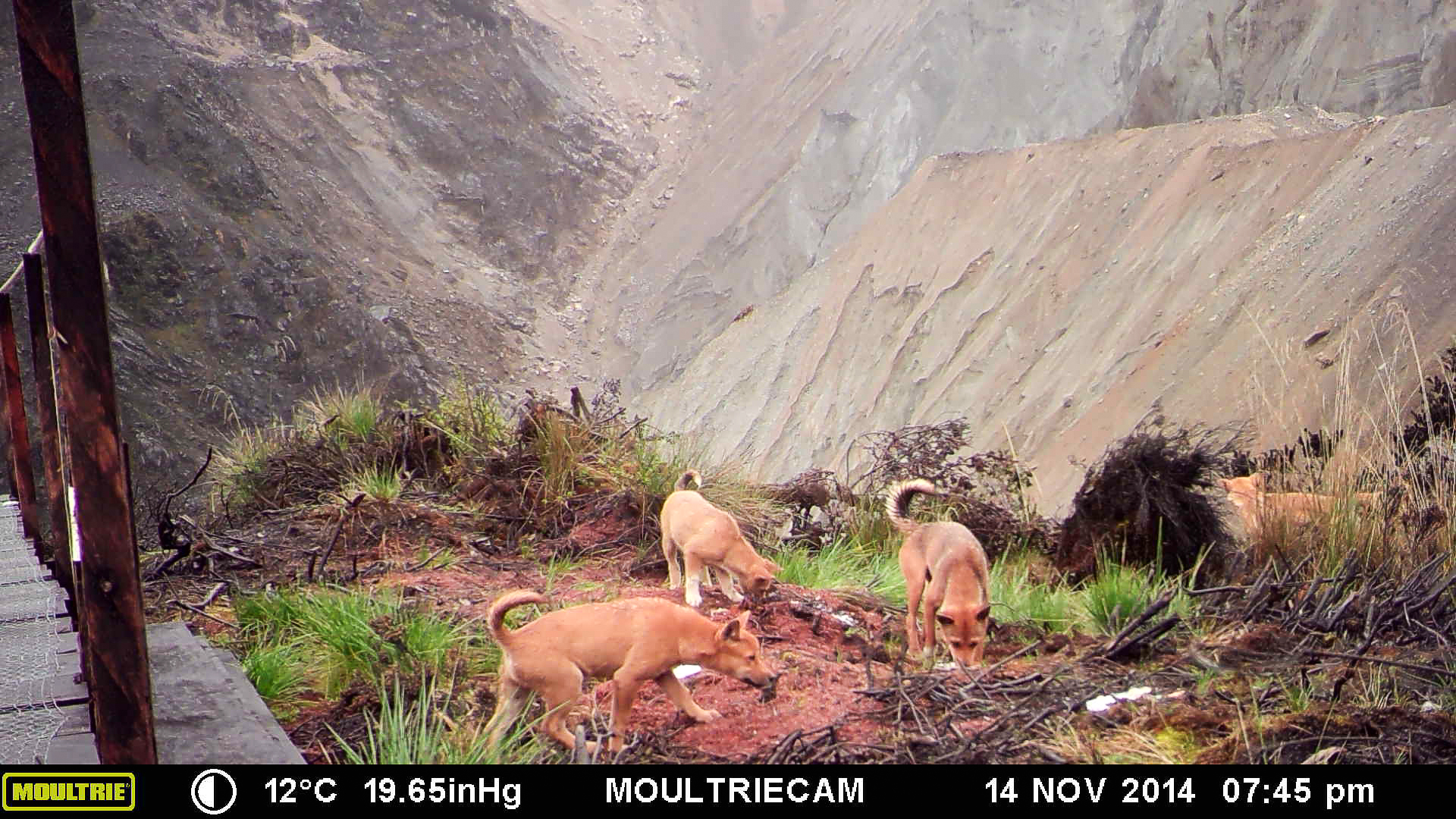 During a 2016 expedition, a trail camera (erroneously set to 2014) captured a trio of New Guinea highland wild dogs in West Papua. Photo: Courtesy New Guinea Highland Wild Dog Foundation.