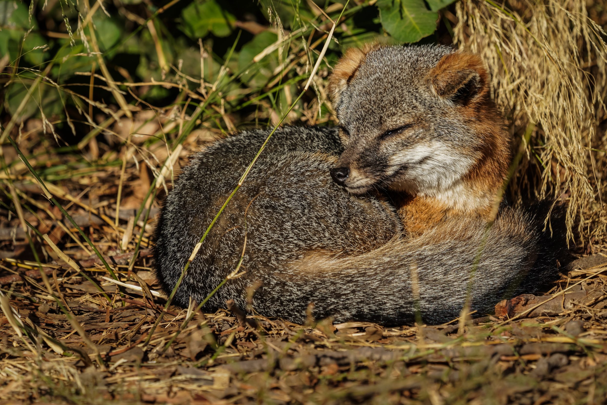 The island fox. Photo: Alex Krowiak.