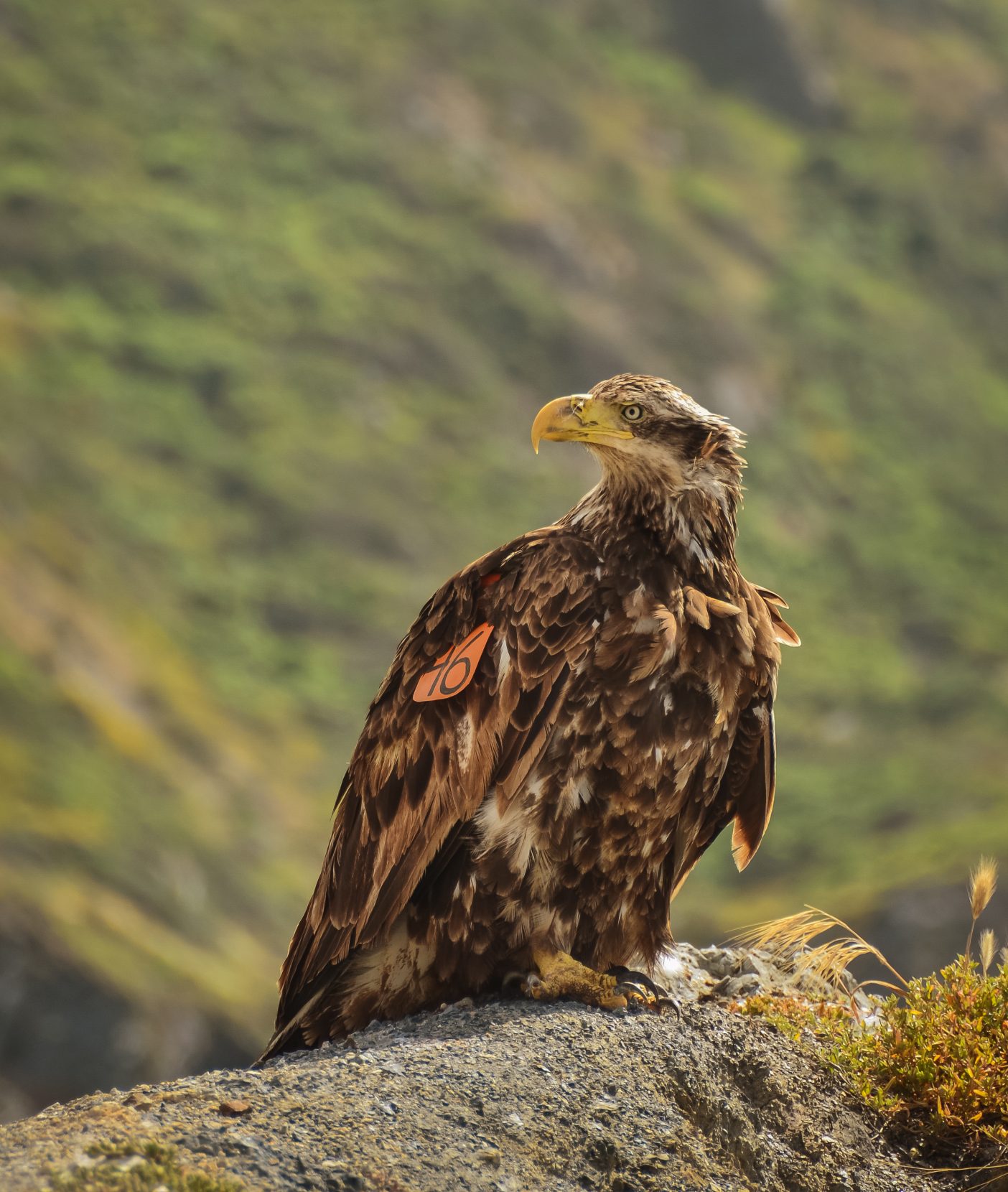 Juvenile bald eagle. Photo: Alex Krowiak.
