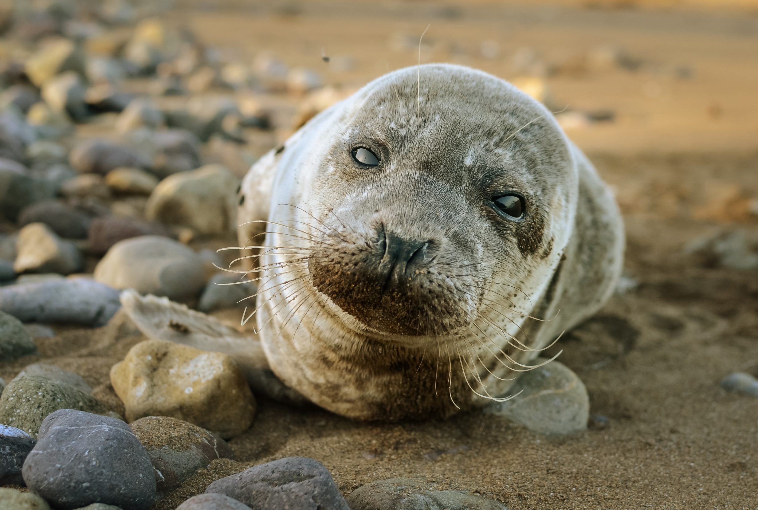 A harbor seal pup rests on the shore of Catalina Island in the Channel Island archipelago. Photo: Alex Krowiak.