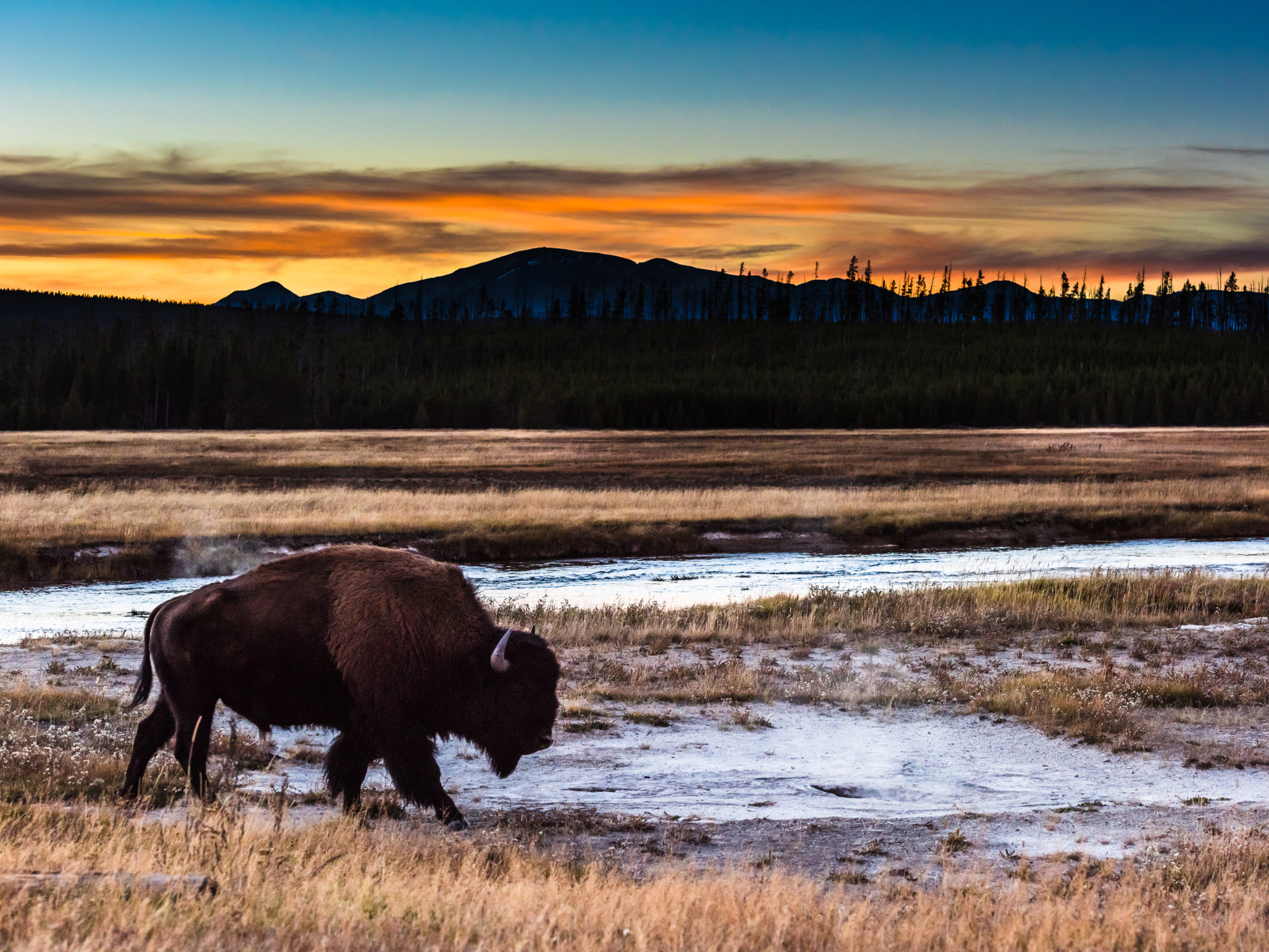 In 2016, Congress passed legislation proclaiming the bison as the U.S.’s first national mammal — more than a century after the species teetered on the brink of extinction. Today, roughly half a million bison roam on tribal, public, and private lands across the country. Photo: Sivani Babu.