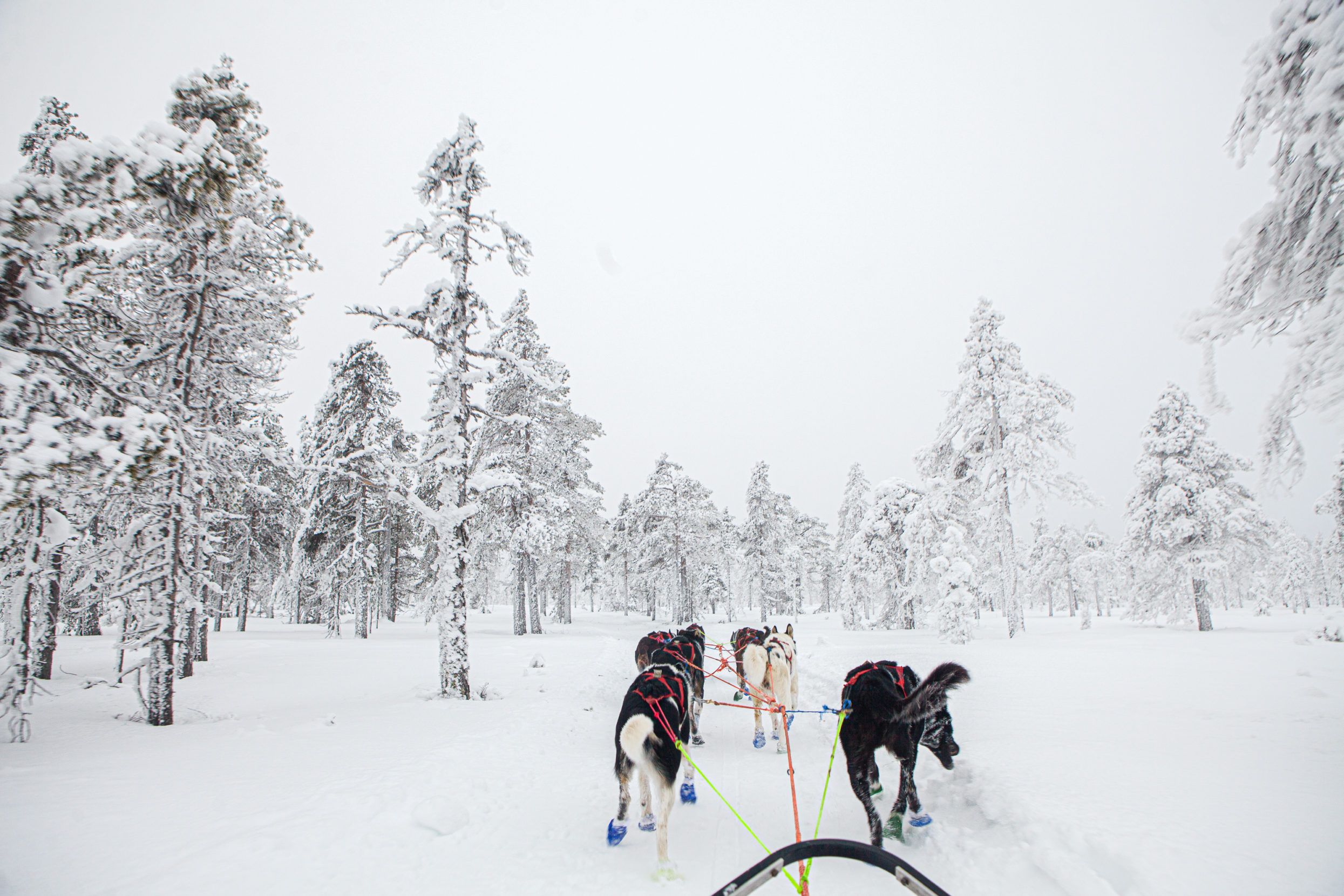 Van Rijn drinks in Norway’s winter wonderland while training her team of dogs — while the huskies sometimes slurp up the snow itself, as the black dog on the right demonstrates here. Photo: Edmée van Rijn.