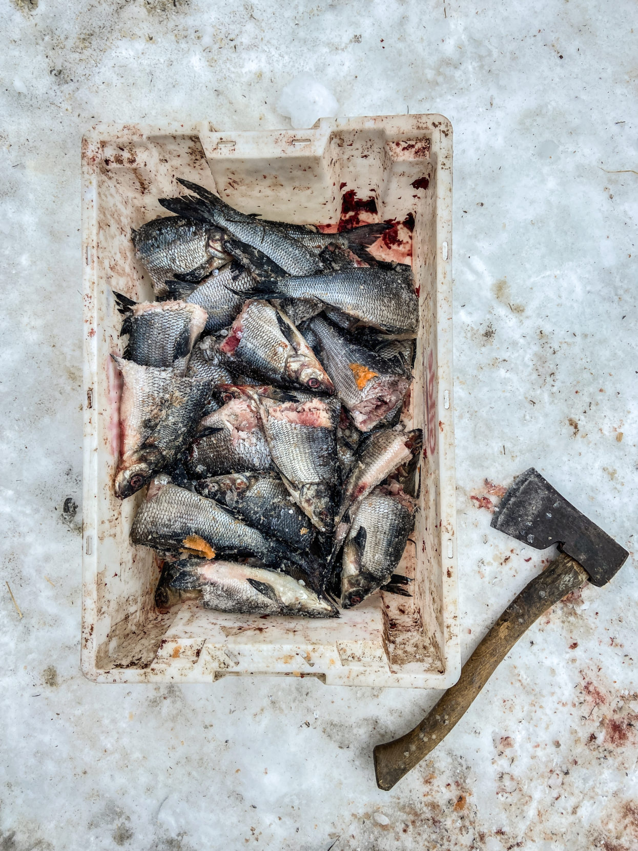 Sled dogs require plenty of fuel, but whether it’s a mealtime mix of meat and fish oil, or an aquatic snack of frozen fish, feeding the dogs can be a pungent experience. These fish were caught in the local river in the autumn and frozen for a winter treat. Photo: Edmée van Rijn.