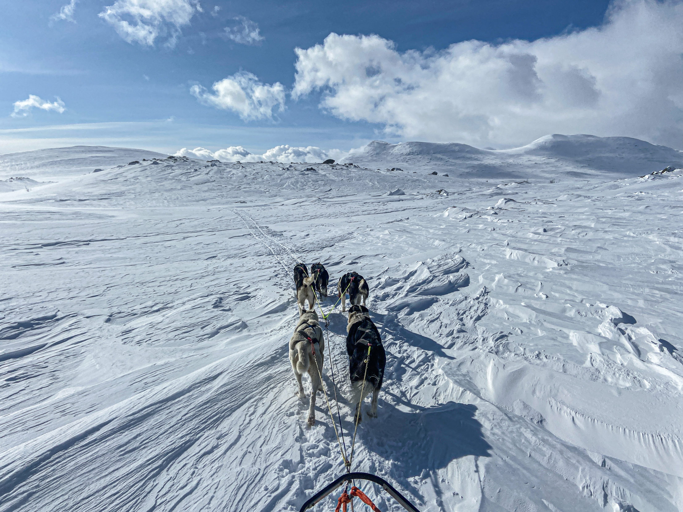 Venturing high into the mountains behind a team of sled dogs gives van Rijn a natural high — and leads the conflict journalist to a rare sense of peace. Photo: Edmée van Rijn.