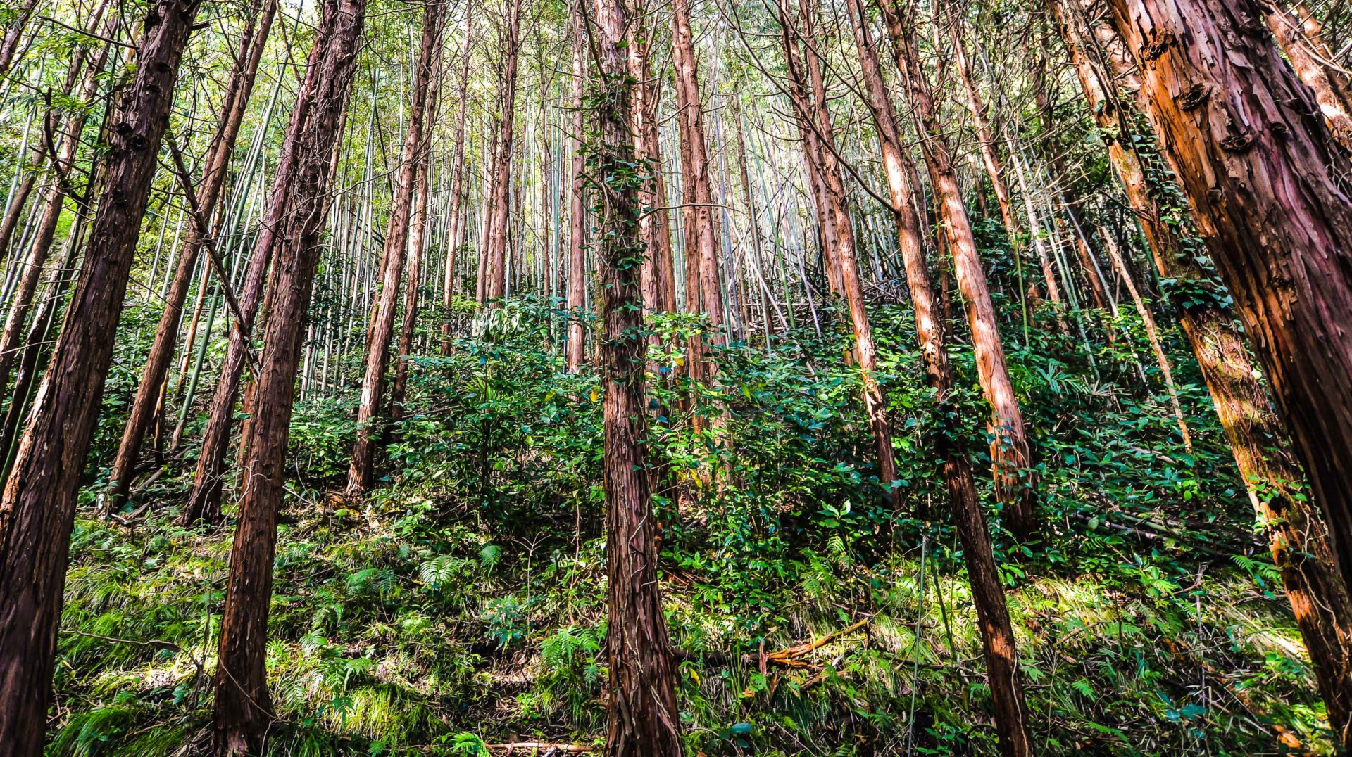 A Clearing in the Forest - Hidden Compass