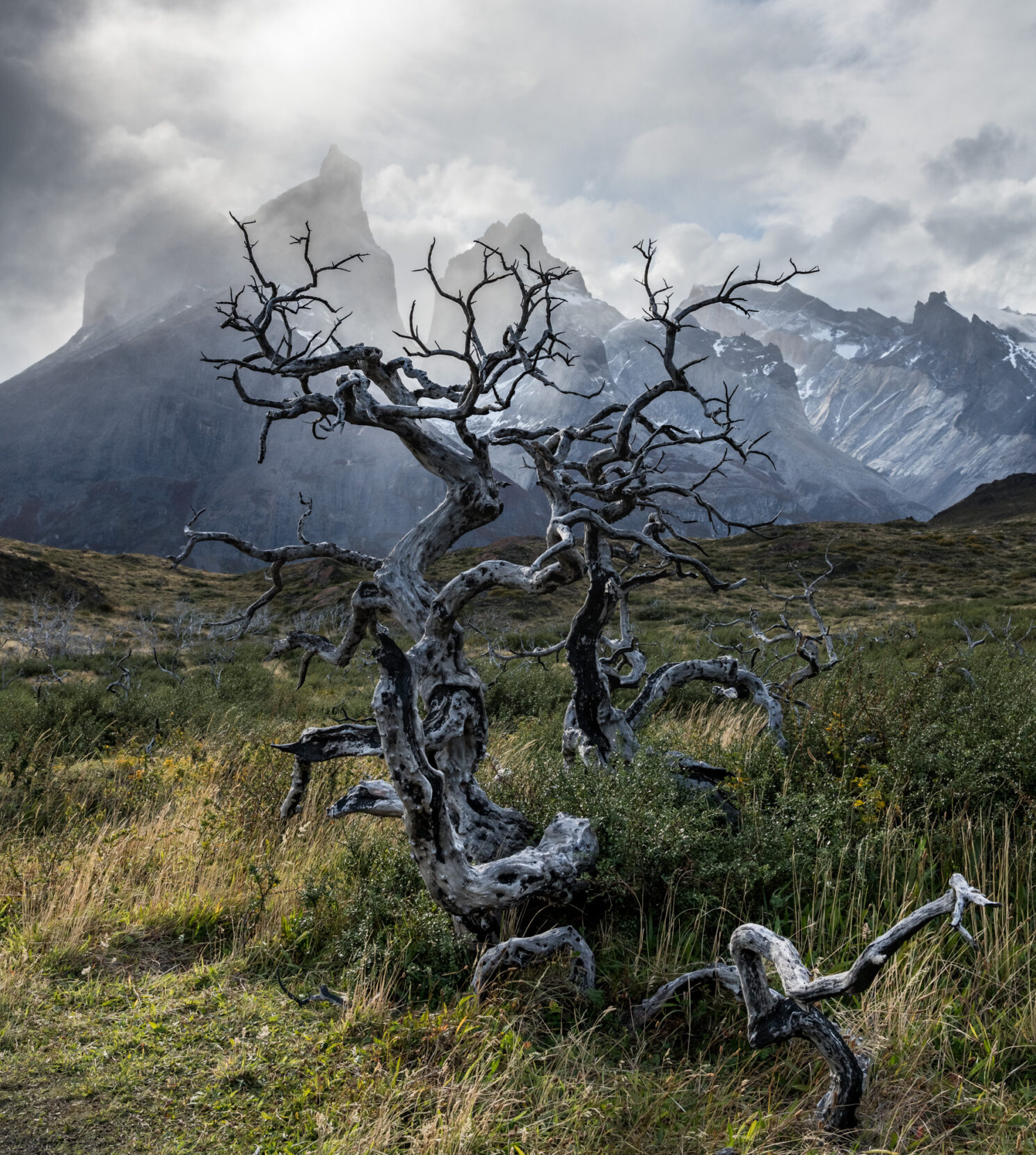 The twisted limbs of a burnt tree stand before snow-speckled, rocky mountains.