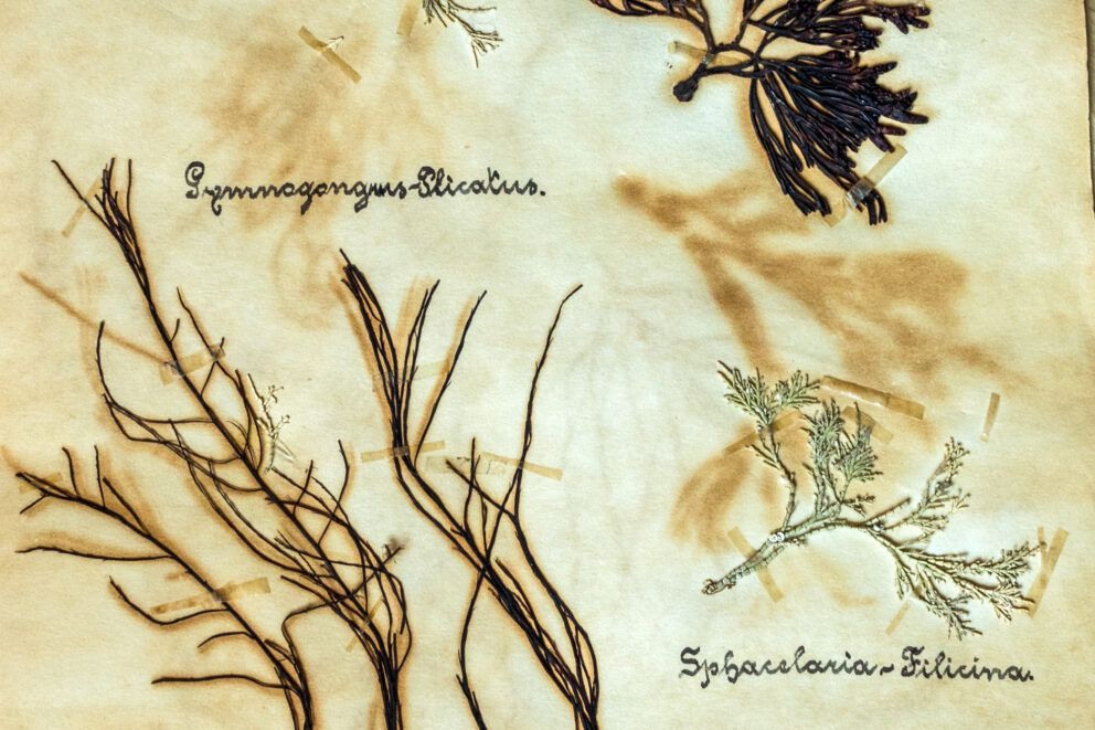 Aged paper with pieces of seaweed and their scientific names in intricate lettering.