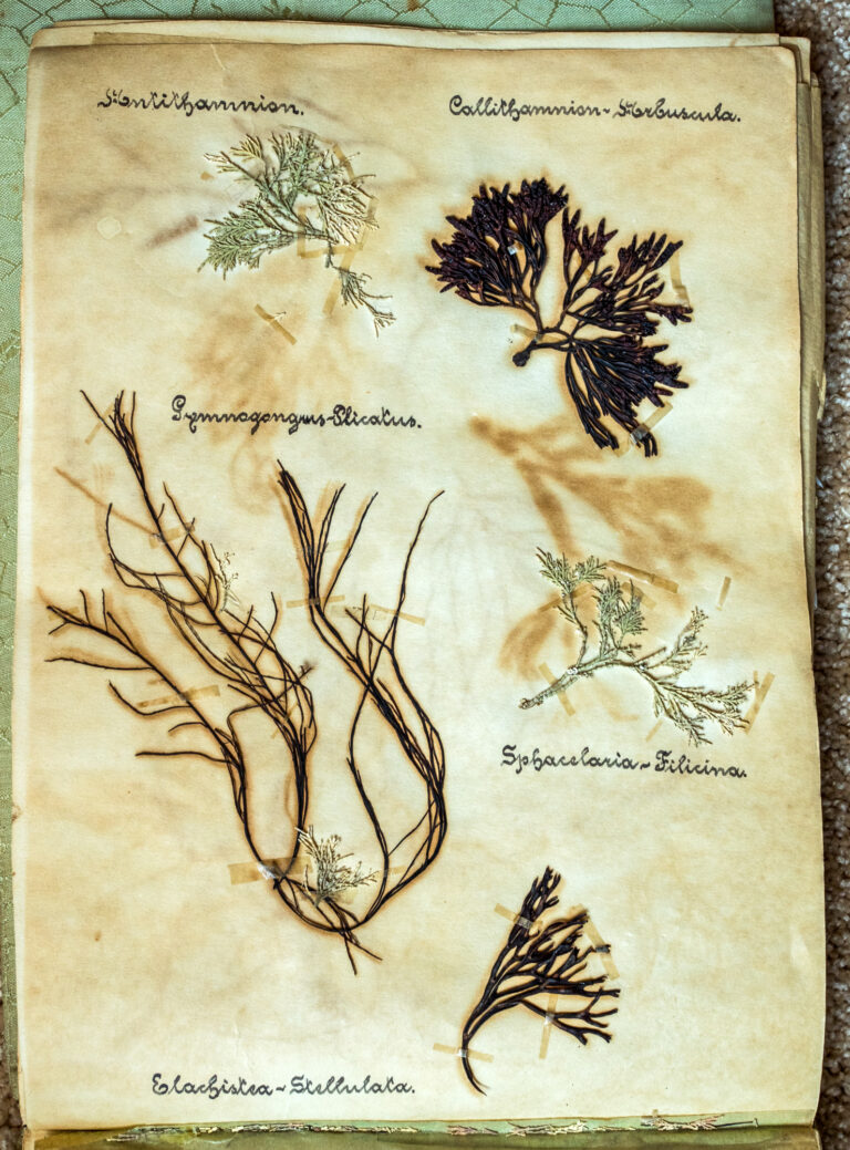 Large aged pages with pieces of seaweed and their scientific names in intricate lettering.