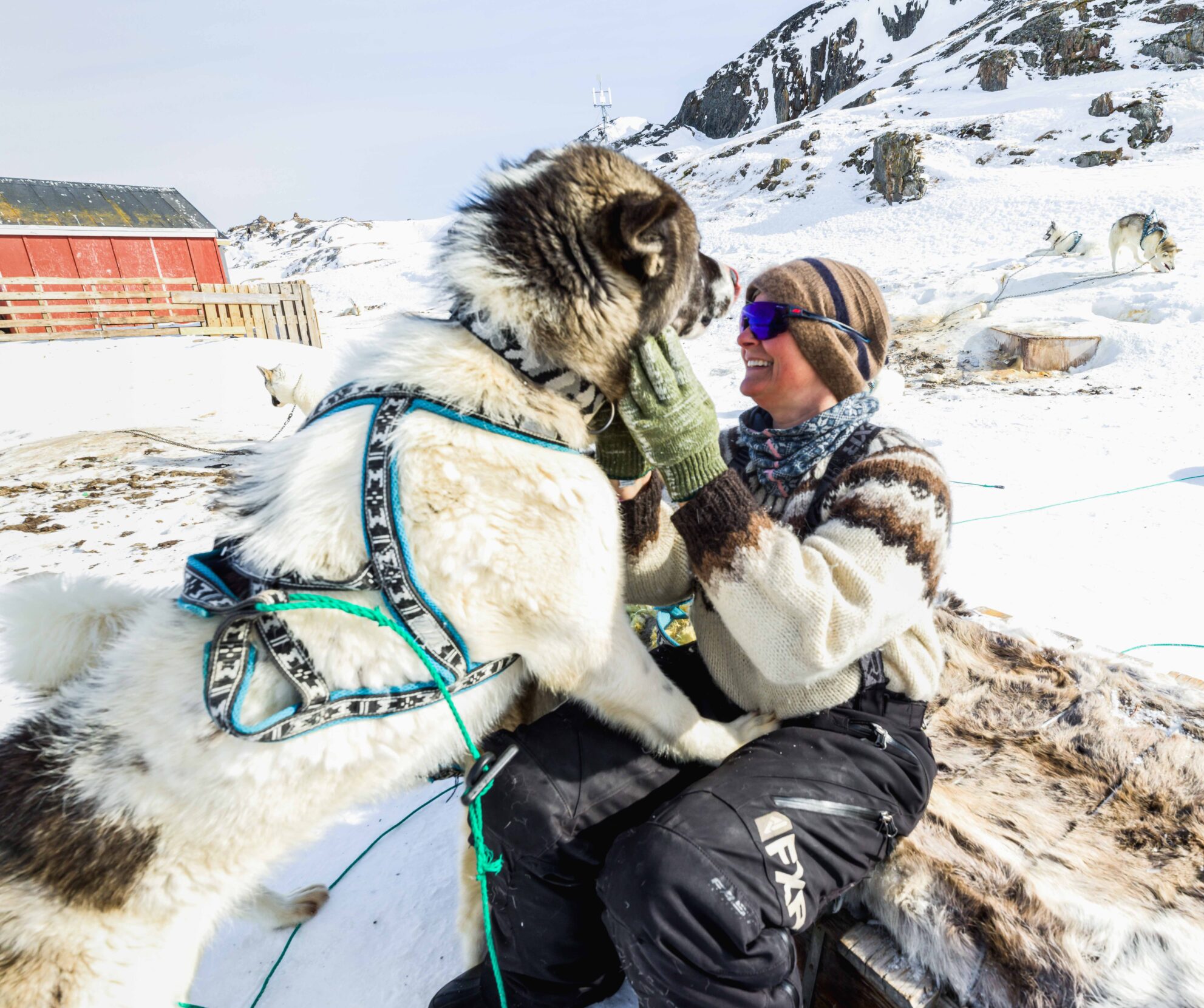 A large Greenlandic dog paws the lap of a smiling woman.