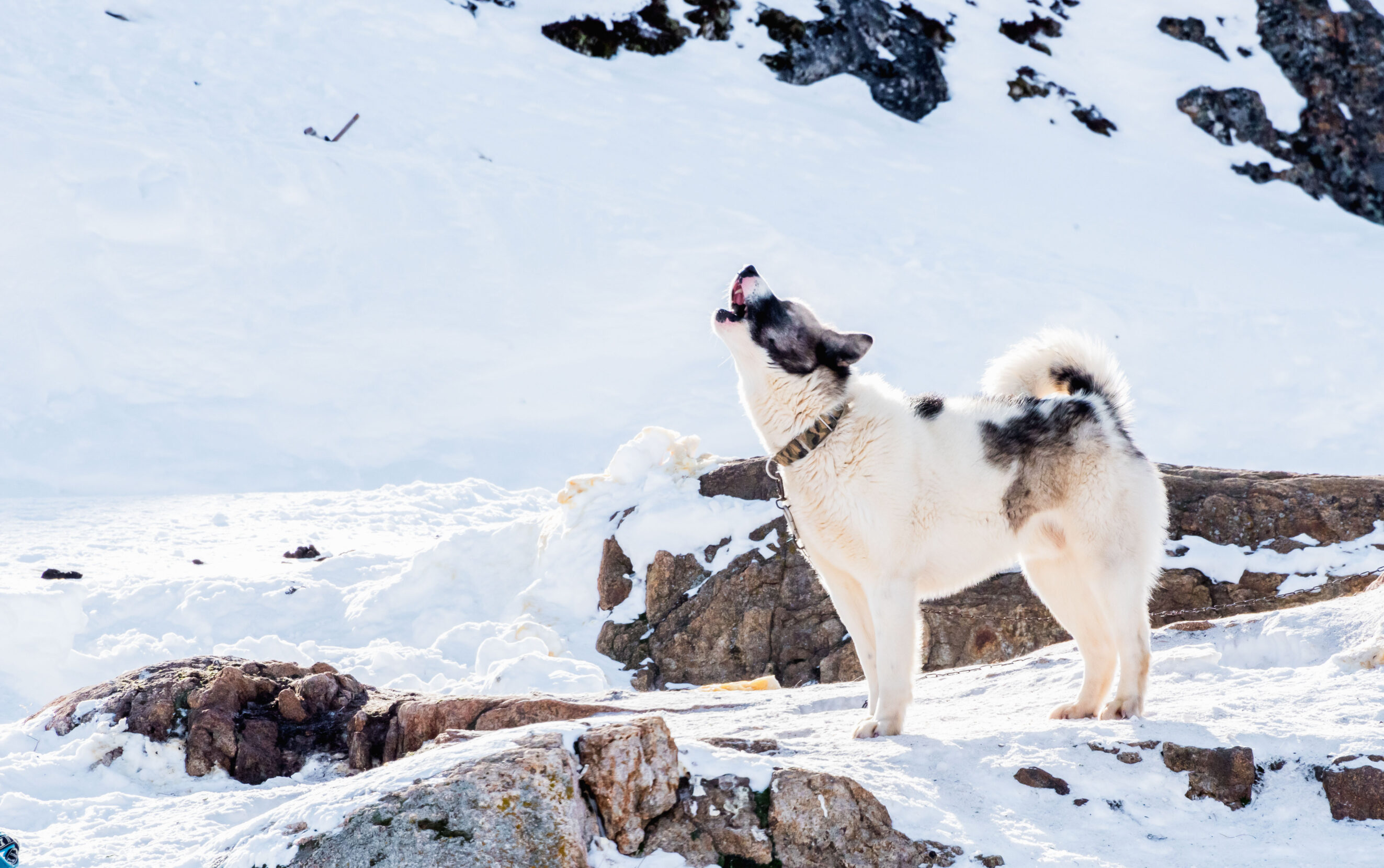 A white and black dog with a thick coat sands on snow-covered rocks and howls.