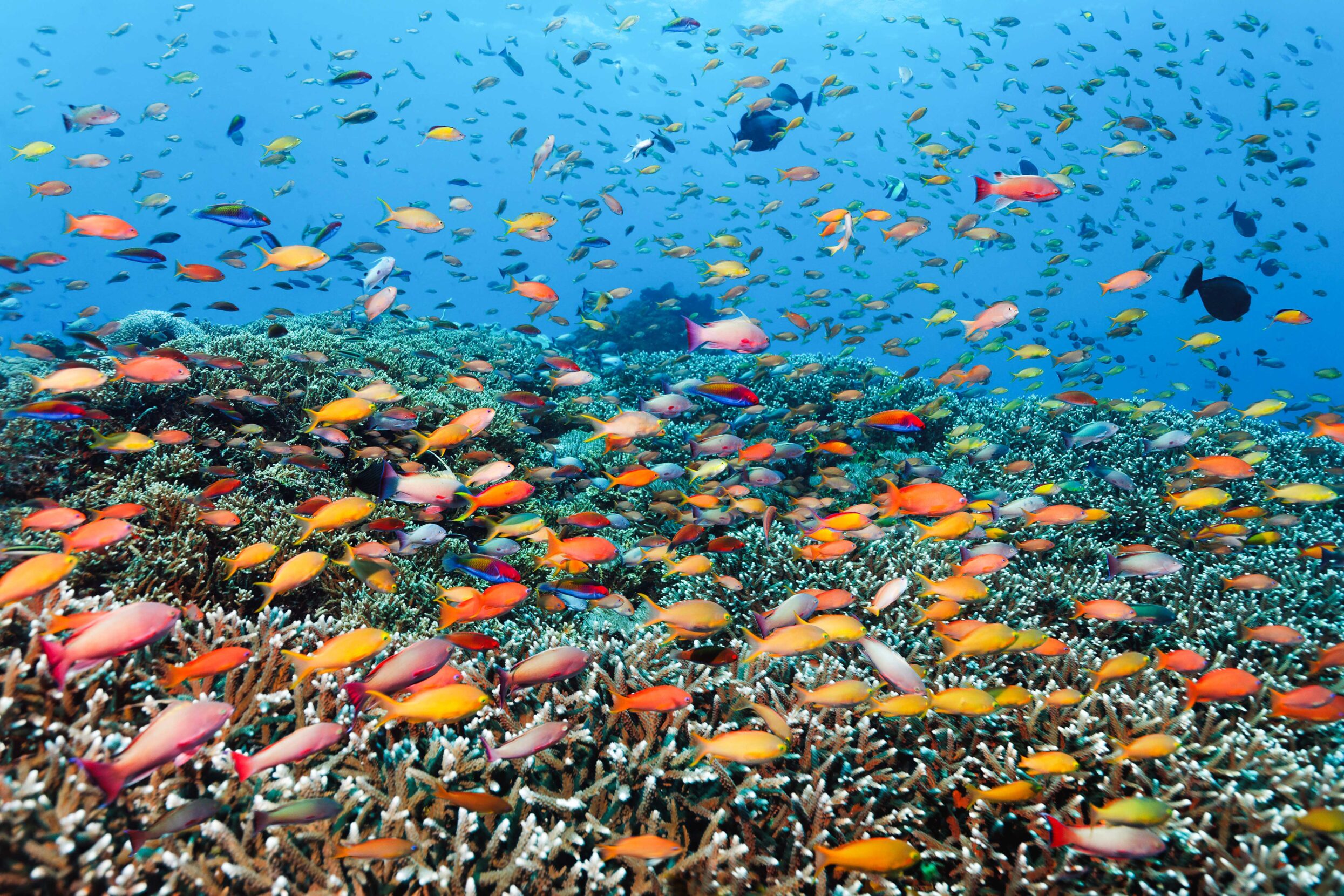 Hundreds of multi-colored fish swim above a coral colony.