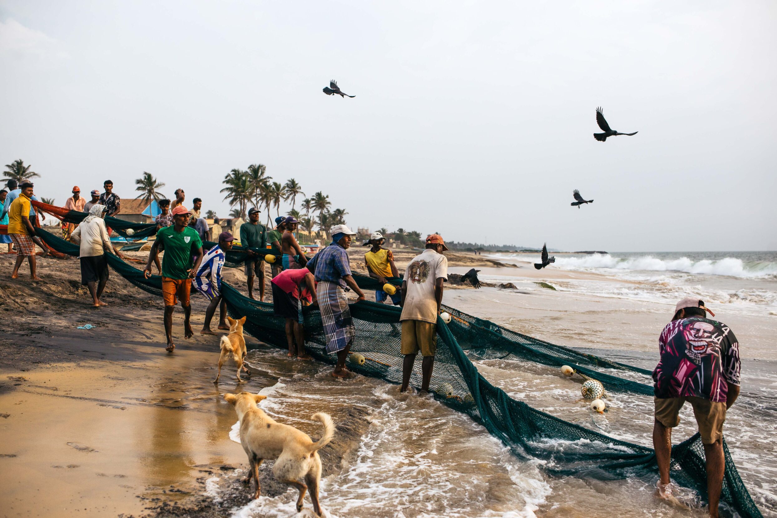 A group of fishermen at the ocean's edge maneuver a large fish net, as birds and dogs mill around them.