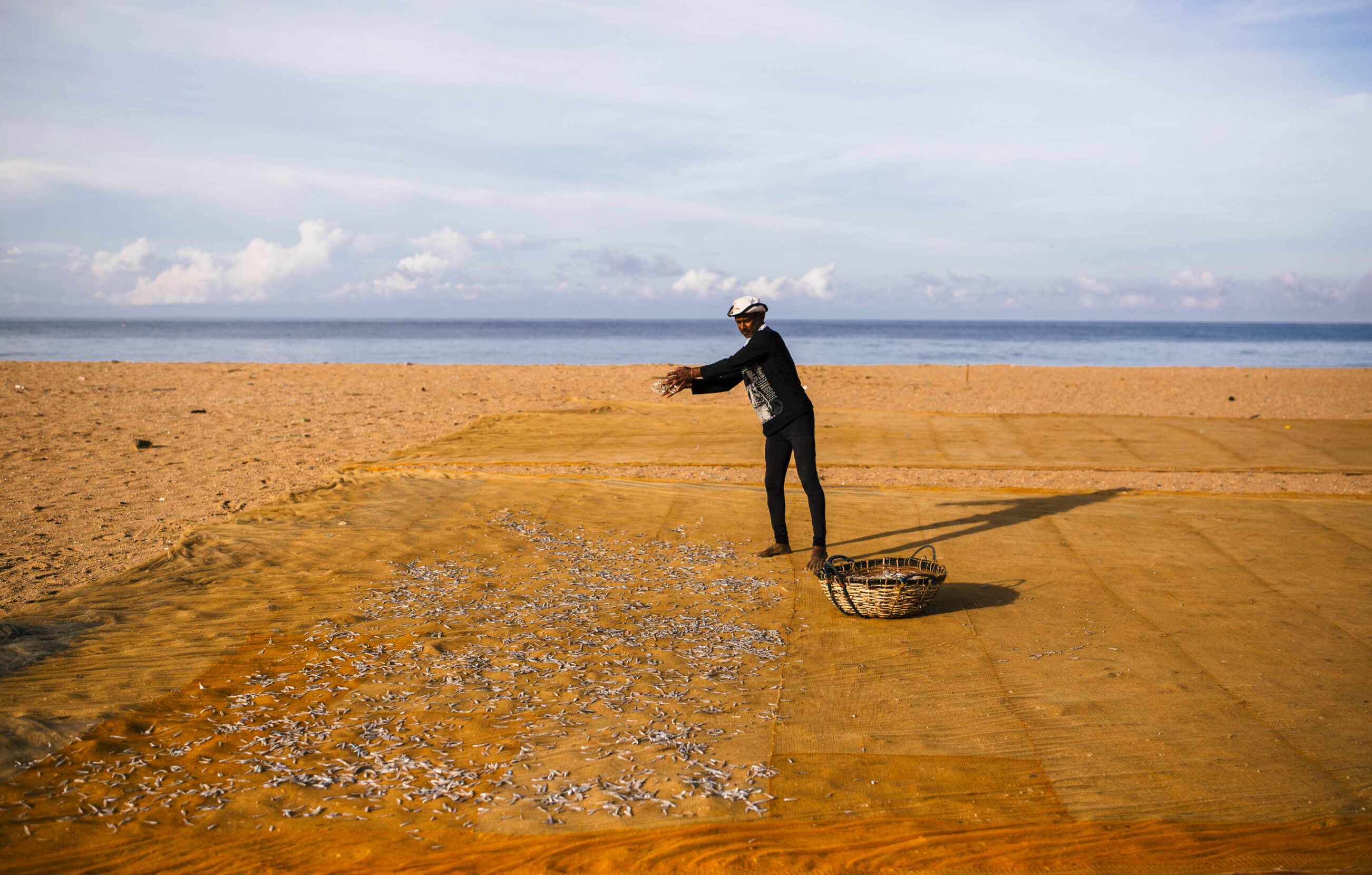 A man stands on a beach, casting handfuls of fish onto nets laid out on the sand.