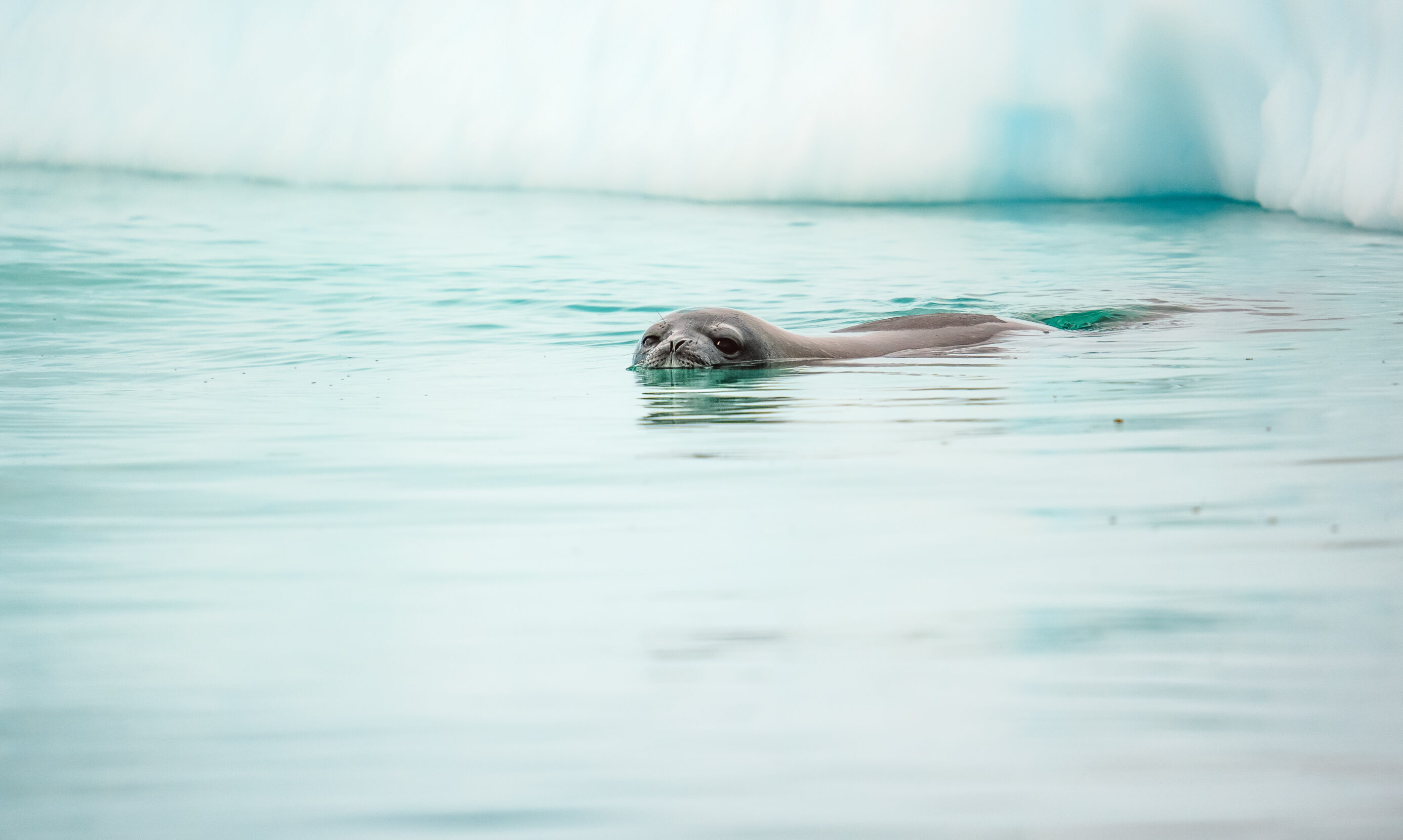 A seal in icy water