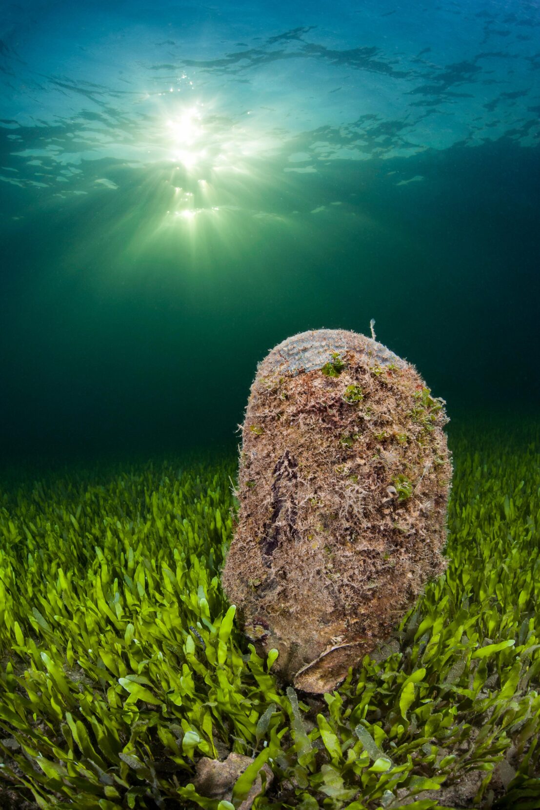 A large clam covered plant-like life sits on the ground amid a sea of seaweed.