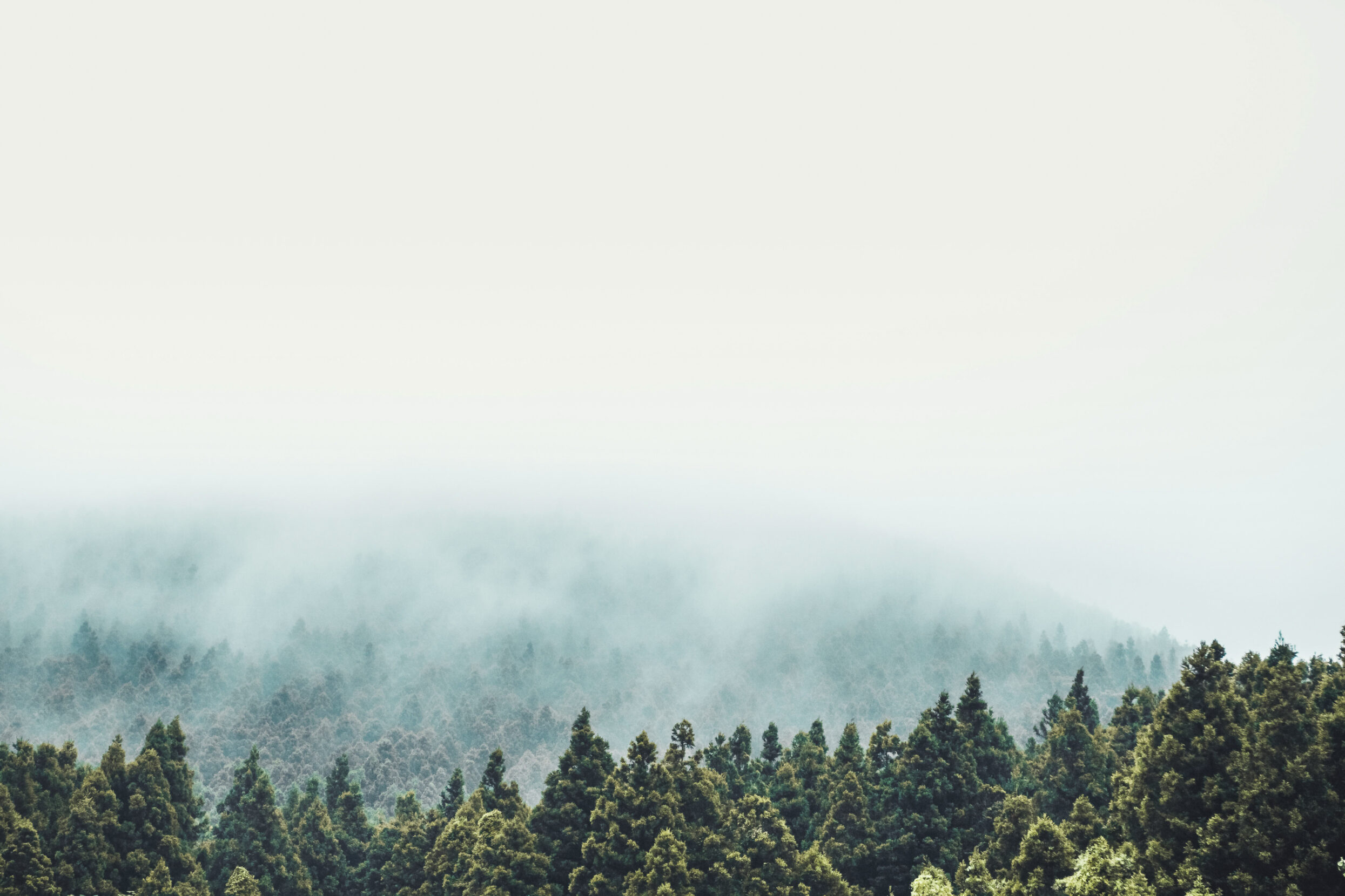 Thick fog covers a forested landscape.