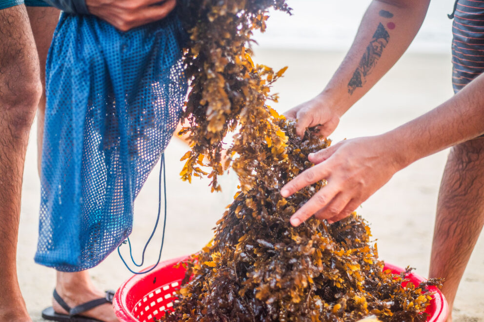 Seaweed spills from a blue mesh bag into an overflowing red basket.