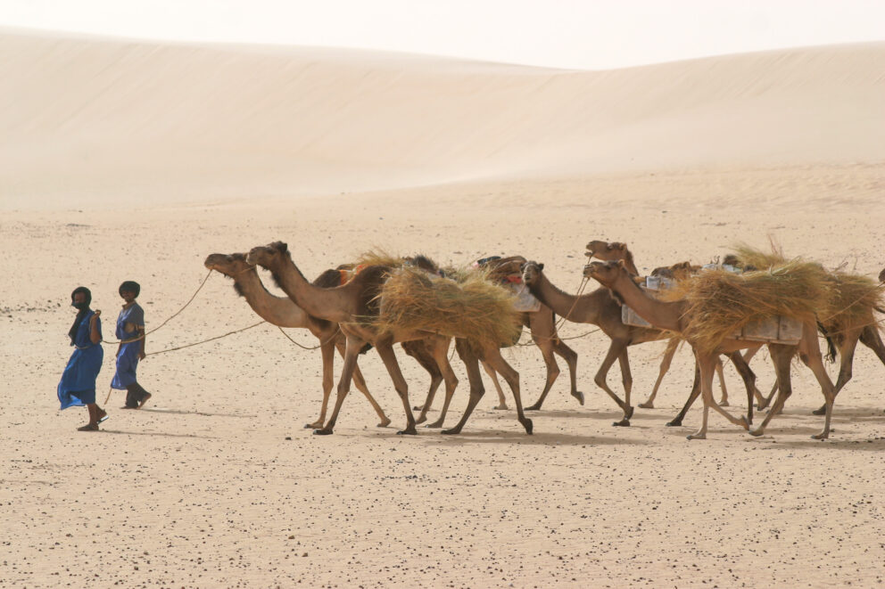 Two men in blue robes and turbans lead a group of seven camels through a desert.