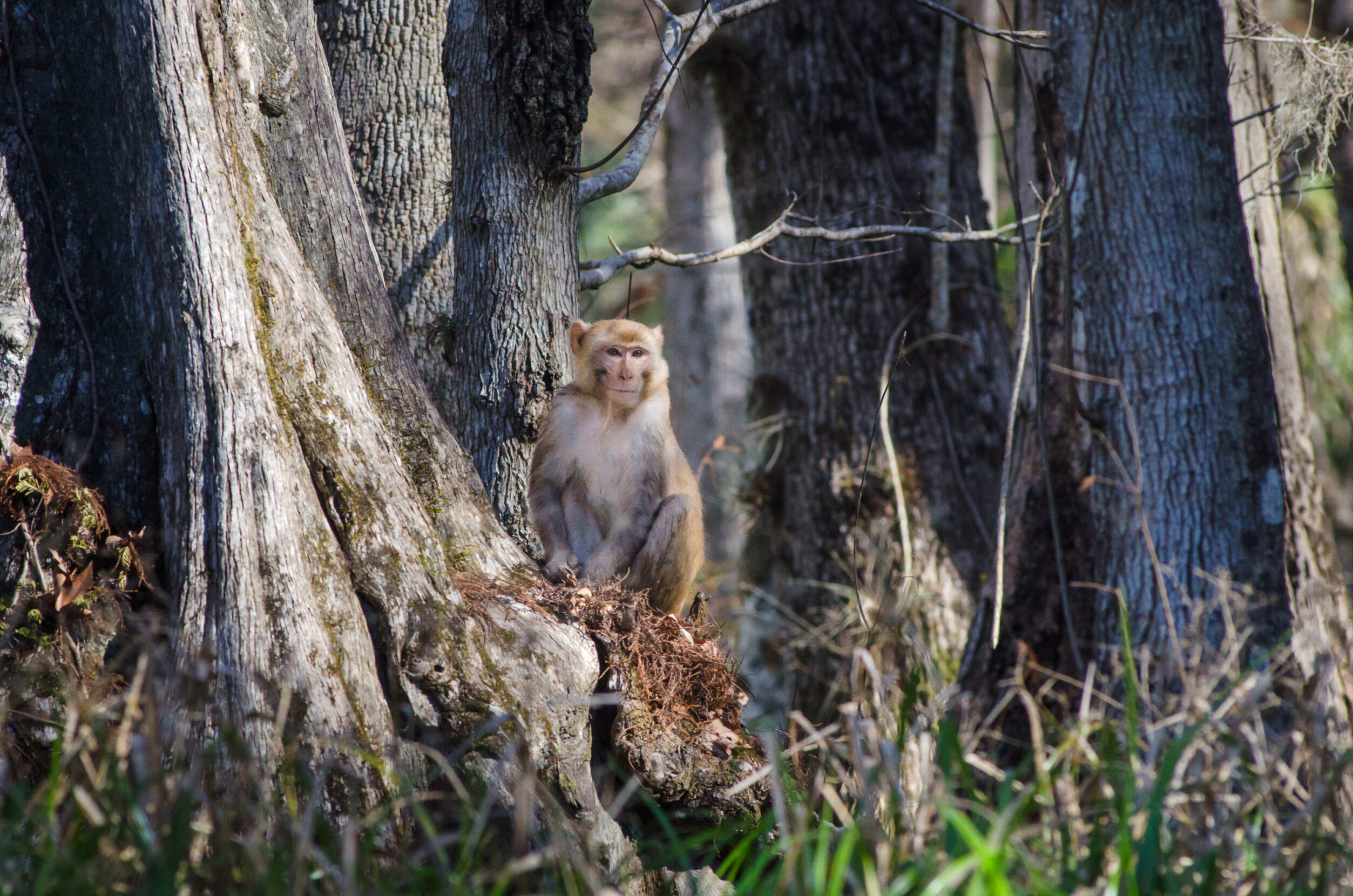A macaque gazes out from the side of a tree trunk.