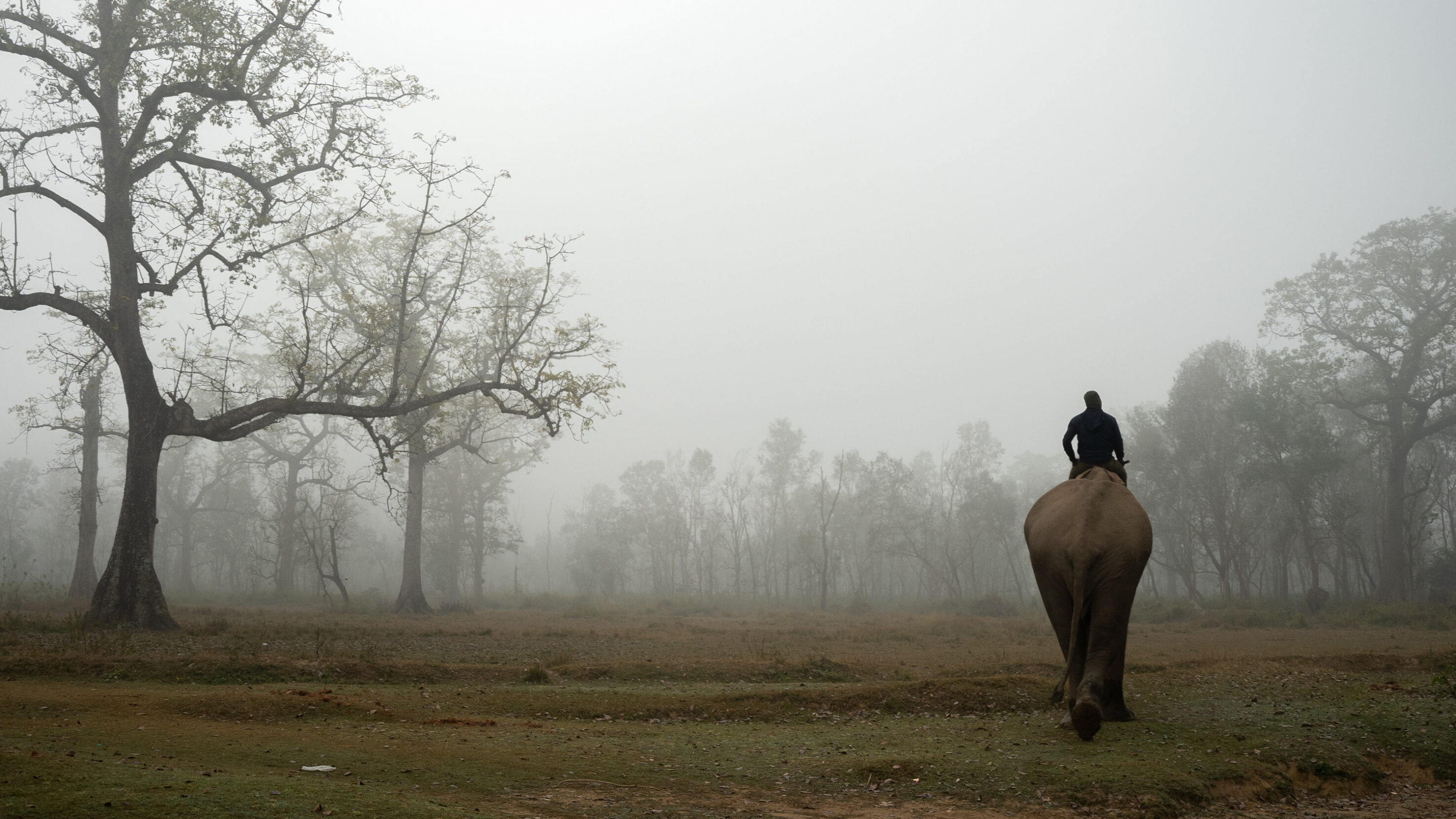 a man atop an elephant in the dawn mist