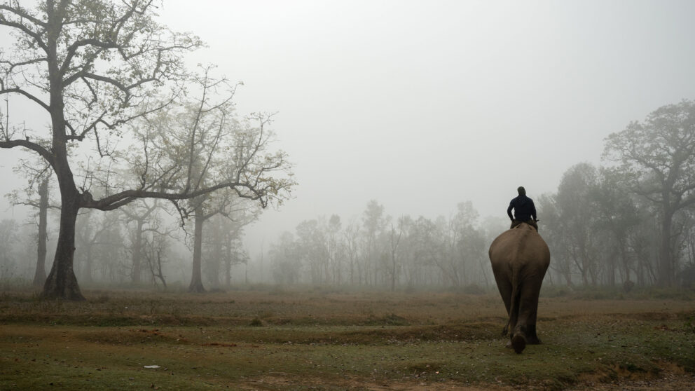 a man atop an elephant in the dawn mist