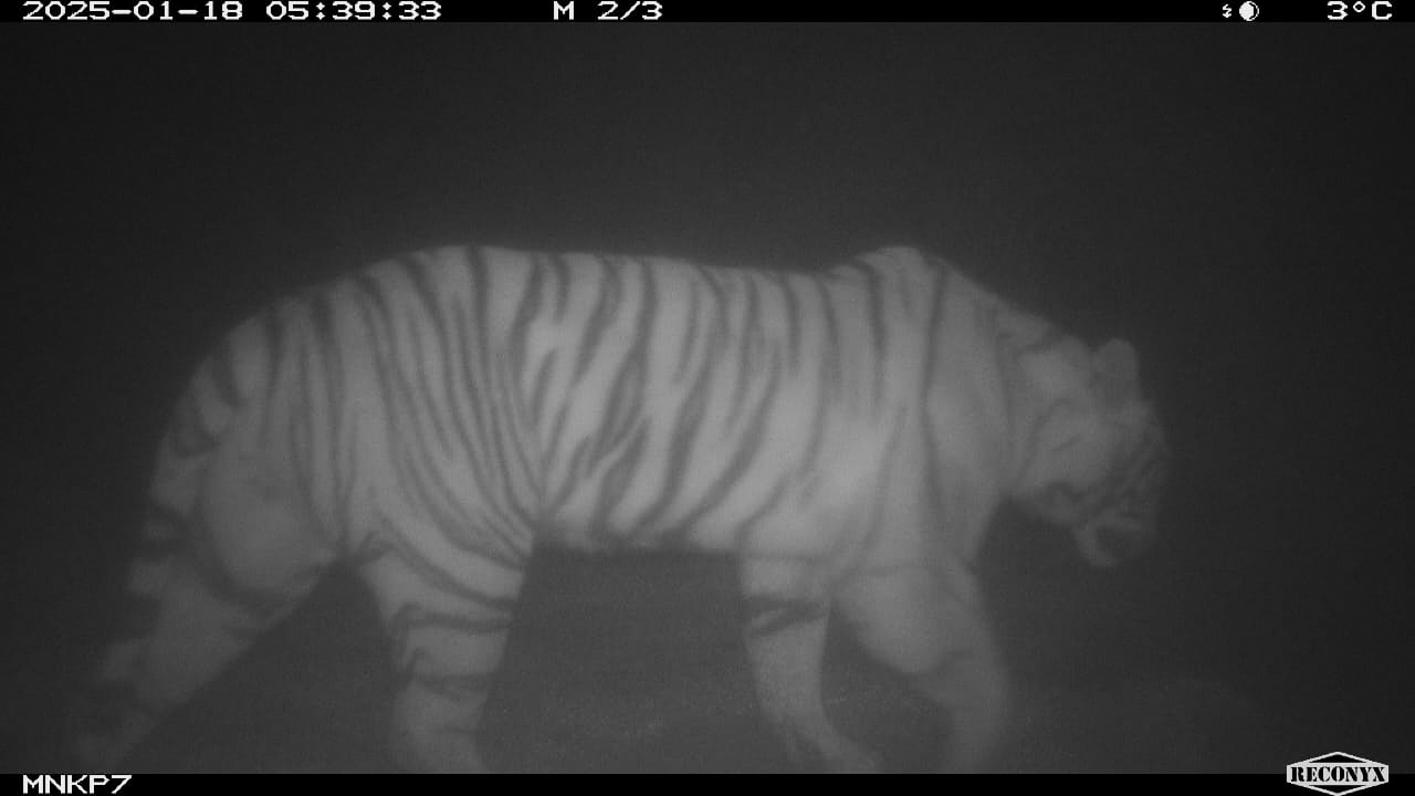 a grainy image of a Bengal tiger
