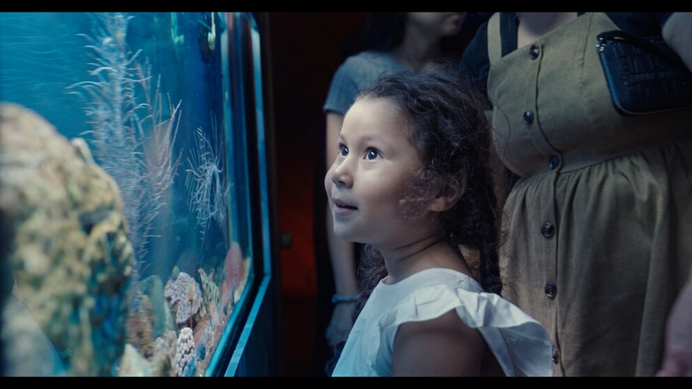 A young girl gazes into an aquarium.