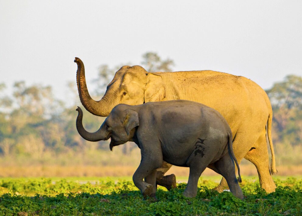 Two elephants, one younger the other older, walk through a grassy area with their trunks raised.