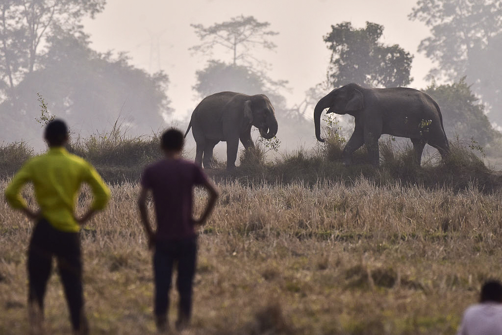 People in the foreground watch two large elephants in the background